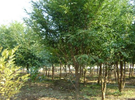 紅豆杉掉葉子是什么原因，六大辦法恢復(fù)茂盛