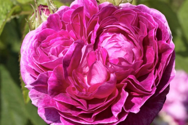 薔薇從發(fā)芽到開(kāi)花需要多久