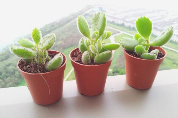 熊童子怎么養(yǎng)出紅指甲，抓好春秋季的養(yǎng)護(hù)