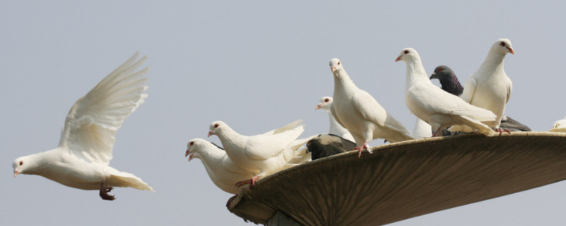 鴿子認(rèn)識主人要多久