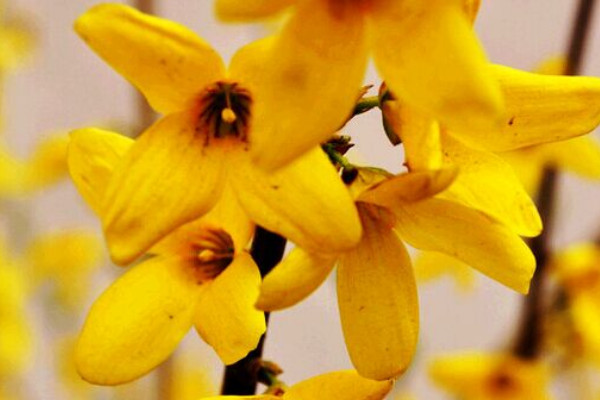 迎春花春天種大概什么時(shí)候開花