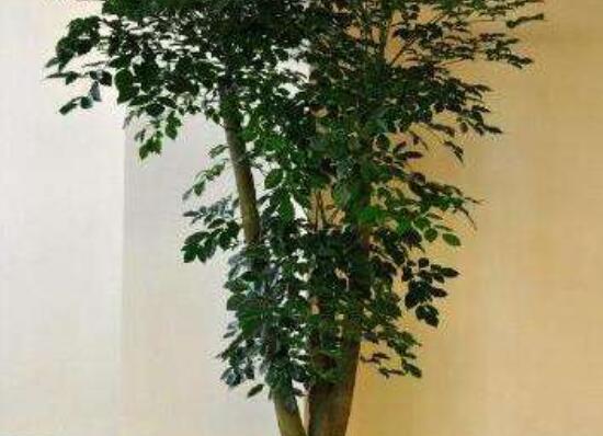 幸福樹種子怎么種，教你六大簡單步驟即可學(xué)會