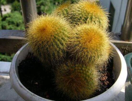 仙人球的作用與功效，美化環(huán)境、凈化空氣