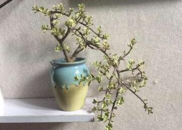 雅樂之舞常見病蟲害及防治方法，“知根知底”防治病蟲害