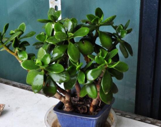 玉樹(shù)燕子掌怎么區(qū)分，主要從葉和花序上辨別