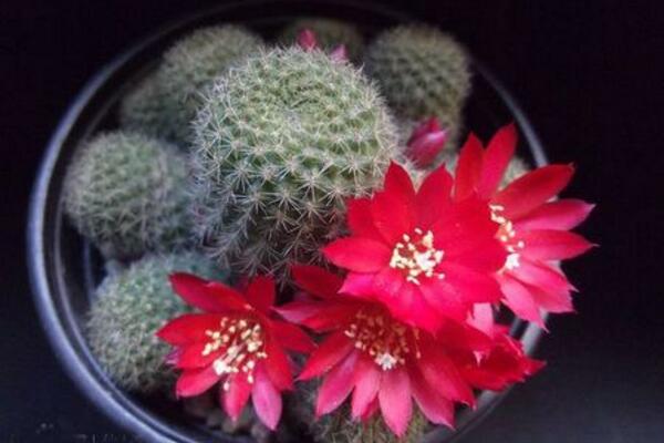 仙人掌常見(jiàn)的開(kāi)花品種，最受歡迎的品種是緋花玉