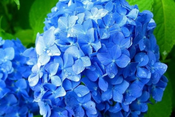 繡球?yàn)槭裁床婚L花苞