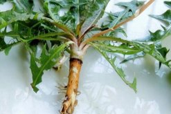 蒲公英的病害防治，常見病害以及防治方法