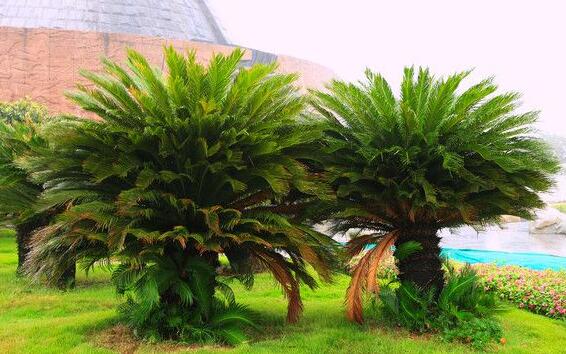 蘇鐵有哪些價(jià)值作用，極具觀賞價(jià)值和食用價(jià)值