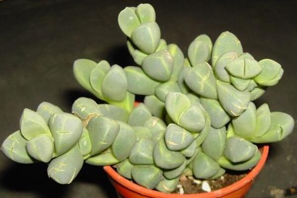 碧玉蓮的養(yǎng)護(hù)方法，做好五個(gè)方面的管理