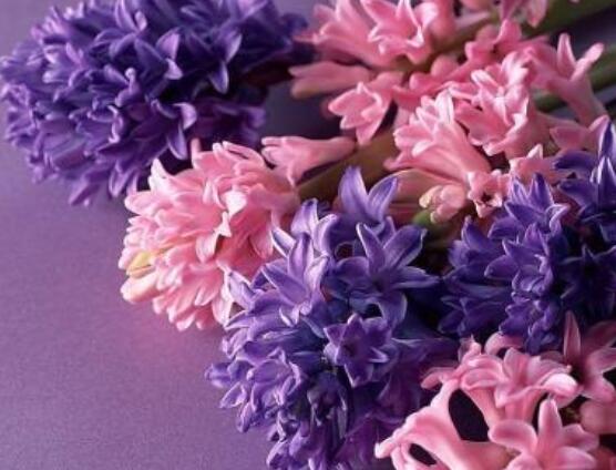 風信子象征著什么意思，重生的愛/不同花色不同象征意義