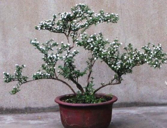 六月雪盆栽的寓意，寓意著守望愛(ài)情、不可缺的配角