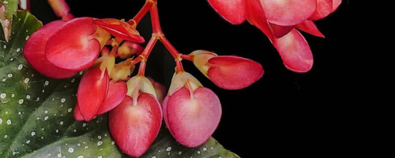 竹葉秋海棠怎樣養(yǎng)護(hù)