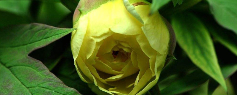 牡丹花夏天發(fā)芽嗎