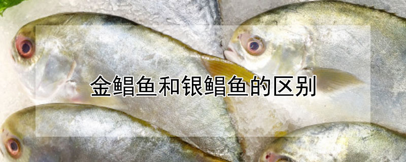 金鯧魚和銀鯧魚的區(qū)別