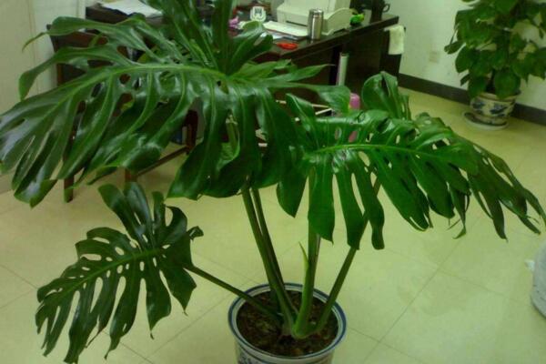 春羽和龜背竹哪個(gè)好，龜背竹的作用更加全面