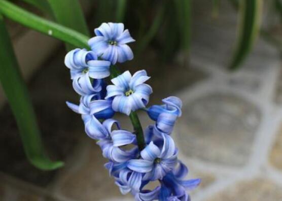 家里養(yǎng)風(fēng)信子好嗎，好/美化家居環(huán)境、凈化空氣