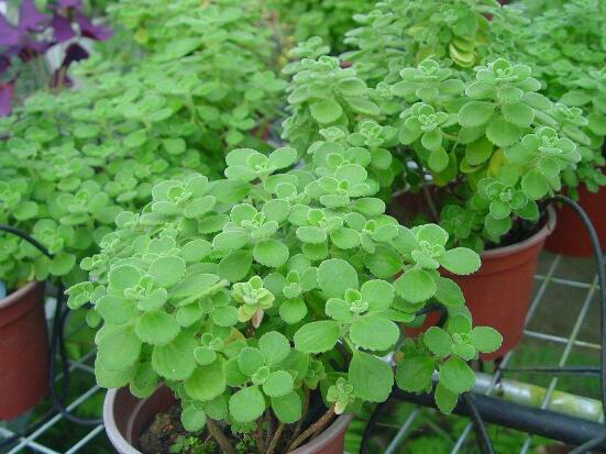 碰碰香有毒嗎，碰碰香一碰就芳香怡人