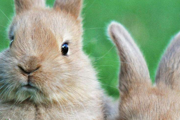 兔子養(yǎng)多久才會認主人