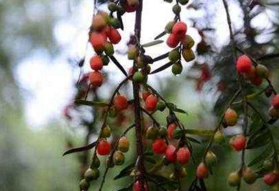 紅豆杉掉葉子是什么原因，六大辦法恢復(fù)茂盛