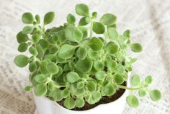 碰碰香有毒嗎，無(wú)毒但部分人對(duì)香味過(guò)敏