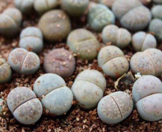 生石花移植方法，做好六點(diǎn)基本步驟成功率百分百