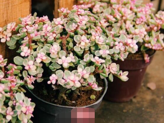 雅樂之舞夏天怎么養(yǎng)，主要注意做好遮陰降溫措施