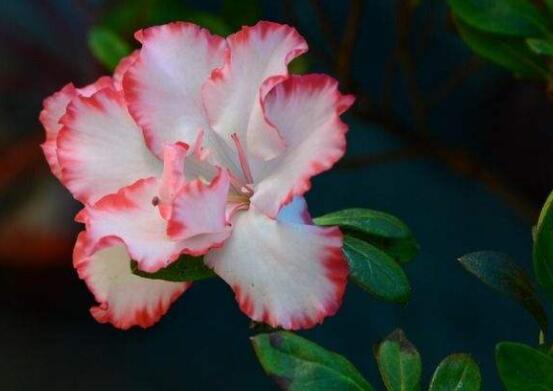 仙客來葉子蔫了怎么辦，主要由最直觀三種原因?qū)е? src="/nongchan/d/file/20201223/b54srjaxlur.jpg" / data-EPm3="IcxJgZ"></strong></p>
<p data-nJII="qwlYtT">
	當(dāng)仙客來發(fā)生病蟲害時候，可能一些病害花友不容易發(fā)覺。例如灰霉病，根腐病，就是直接侵害枝葉，導(dǎo)致出現(xiàn)發(fā)焉。還有一些蟲害，例如棉蚜、桃蚜等，就是吸食汁液，最后使葉子逐漸發(fā)黃發(fā)焉。</p>
<p data-e0Cl="Uald9S">
	<img alt=