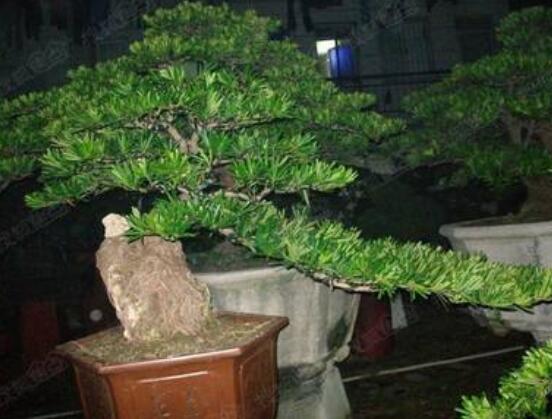 羅漢松施肥技巧，只需要五個步驟養(yǎng)的郁郁蔥蔥