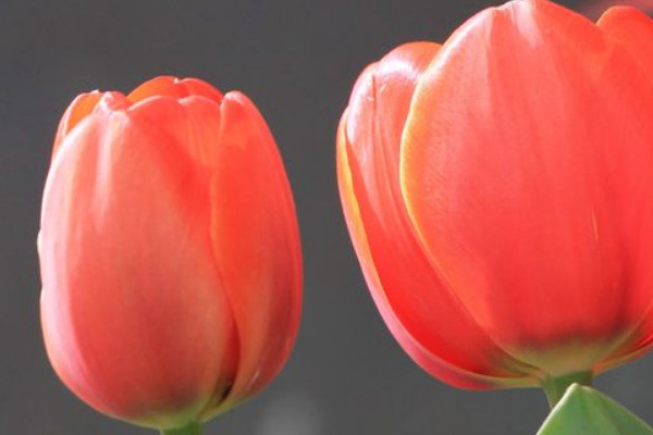 盆栽郁金香室外能過冬嗎