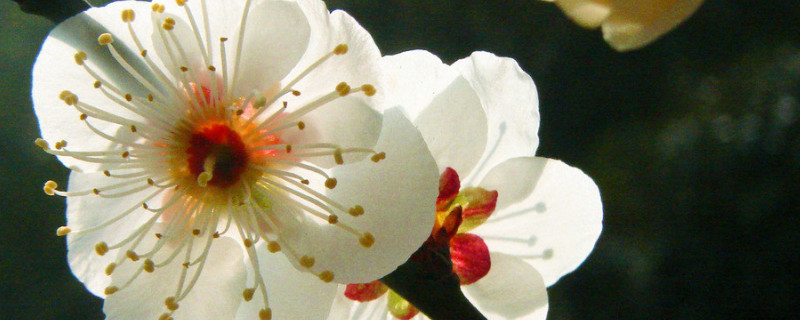 梅花有幾個(gè)花瓣