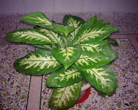 萬年青植物有幾種，盤點(diǎn)最令人欣賞的十大品種