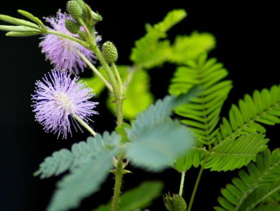 羞草怎么種，浸種晾干、覆土4厘米深(15天生根發(fā)芽)