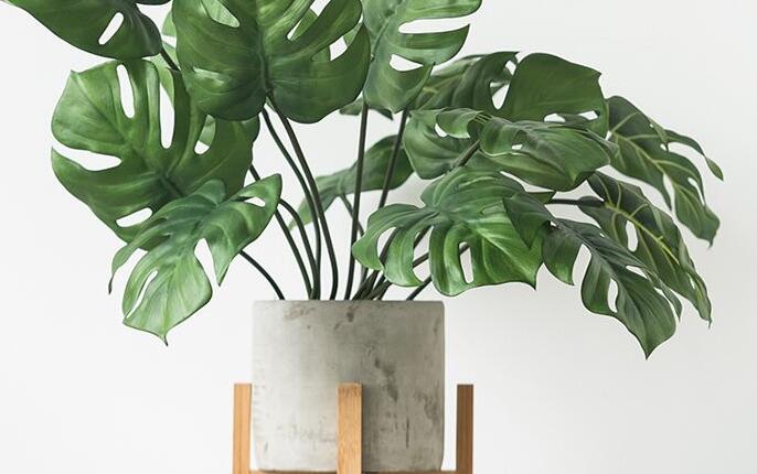 龜背竹放客廳風(fēng)水好嗎，對(duì)事業(yè)有助/對(duì)愛情有削弱的作用