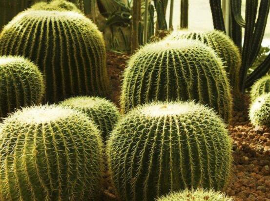 仙人球用什么肥料，鉀、磷肥為主，氮肥為輔