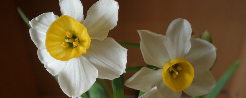 水仙的別稱(chēng)