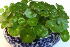 銅錢草的風水作用是什么，銅錢草的功效與作用