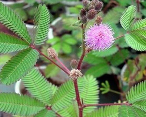 養(yǎng)含羞草對人體有害嗎，含有輕微的毒性/無害(放心養(yǎng)殖)