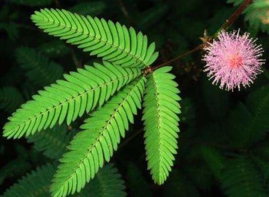 含羞草蔫了怎么辦，教你三種最直觀(guān)有效解決方法