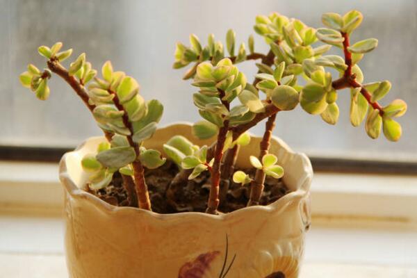 雅樂之舞怎么爆盆，讓雅樂之舞迅速爆盆的5大技巧