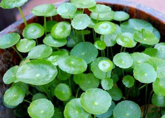 銅錢草水培變黃怎么辦，做好六大要點(diǎn)變得青翠碧綠
