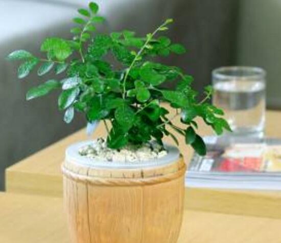 九里香怎么繁殖，九里香扦插繁殖方法