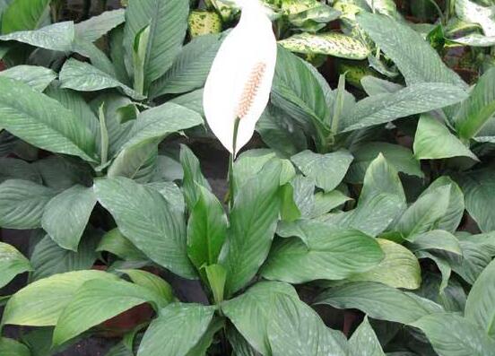 一帆風(fēng)順用什么水澆，澆池塘水、淘米水生長(zhǎng)最快