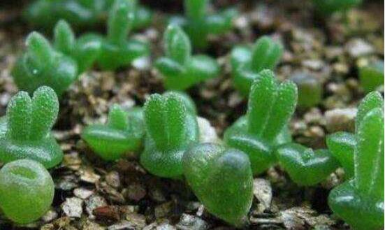 多肉碧光環(huán)種子種植，老農(nóng)總結(jié)最簡單易學六點基本步驟