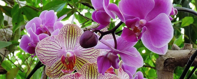 蝴蝶蘭水養(yǎng)能開(kāi)花嗎