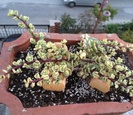 雅樂之舞的扦插技巧，老農(nóng)總結(jié)六個(gè)最簡易基本步驟