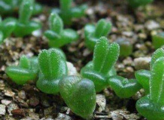 碧光環(huán)怎么播種，做好五個步驟三天快速發(fā)芽