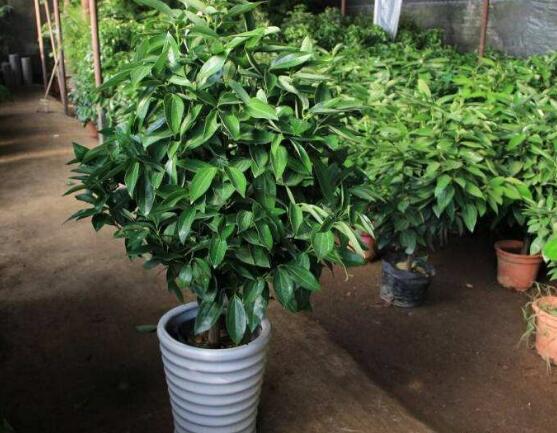 平安樹圖片大全，凈化空氣，矯正異味