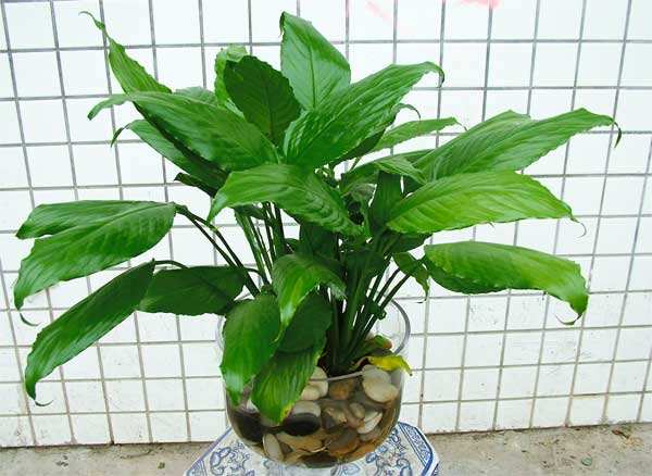 一帆風(fēng)順可以水養(yǎng)嗎，水培的重點(diǎn)在于氧氣、營養(yǎng)以及陽光