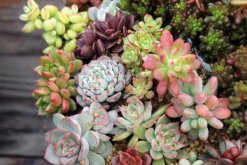 寶石花掉下來(lái)是怎么了，可能是以下5種原因?qū)е? data-UcaE=